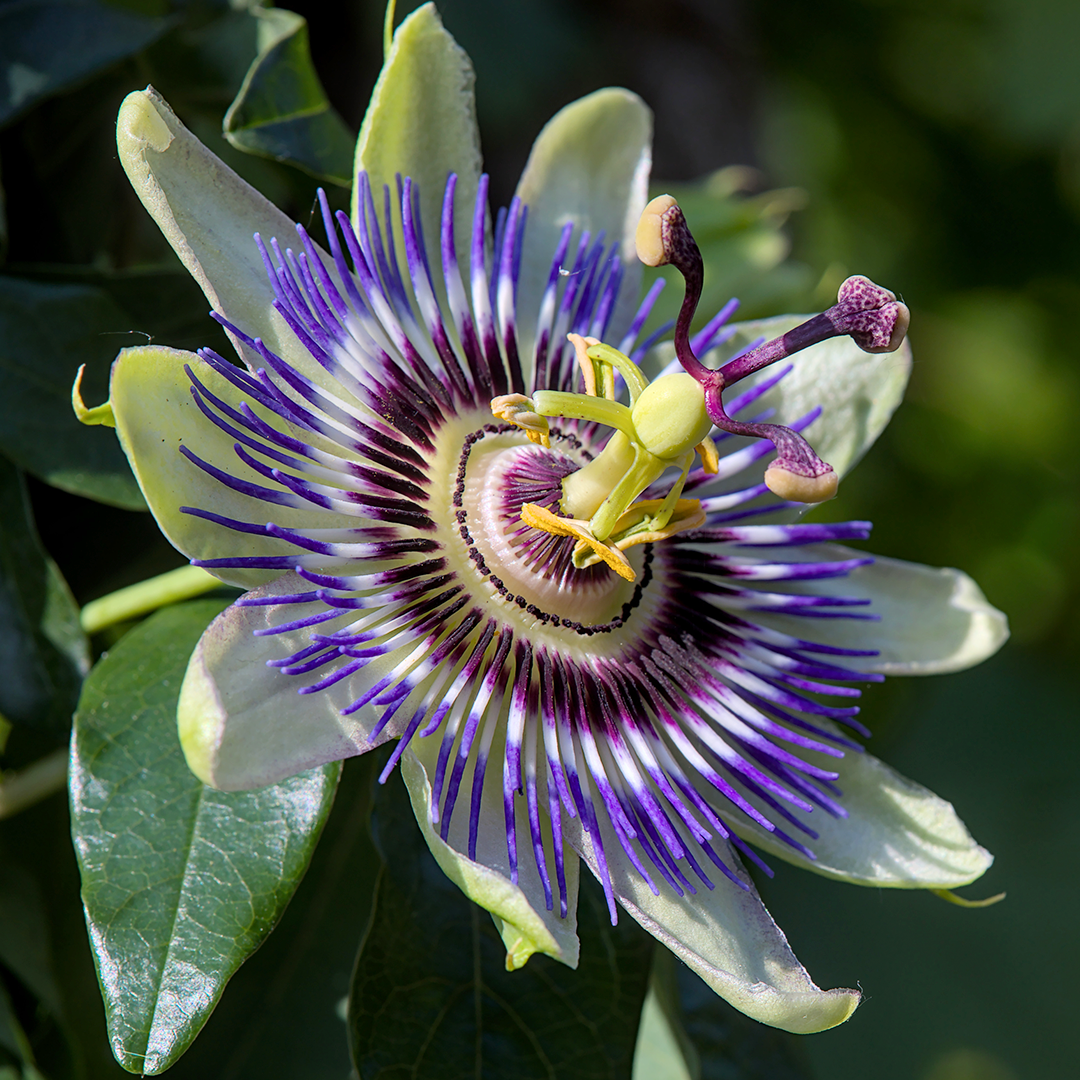 Exploring the Skin Benefits of Passiflora Incarnata Seed Oil – Skin ...